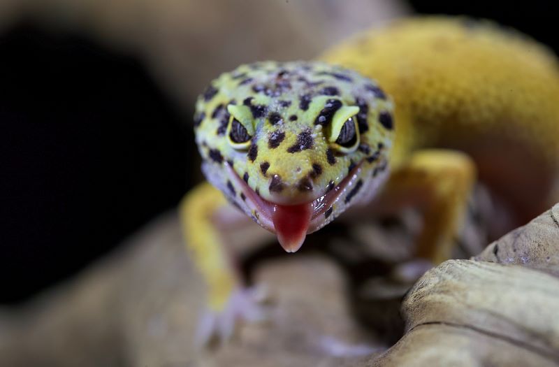 yellow lizard with black spots and sticking its tongue out