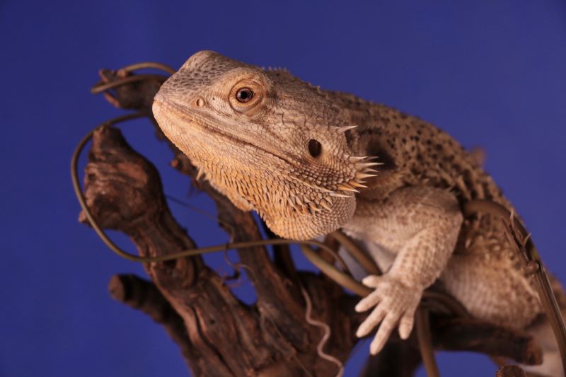 A bearded dragon lizard with a blue background