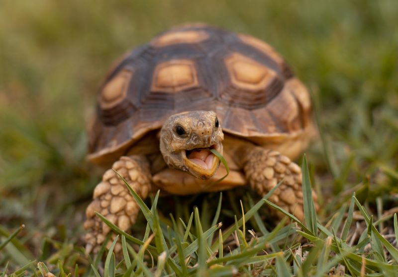 A tortoise in grass