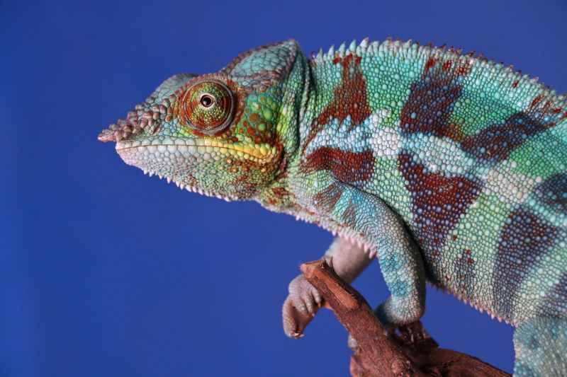 A chameleon with a blue background