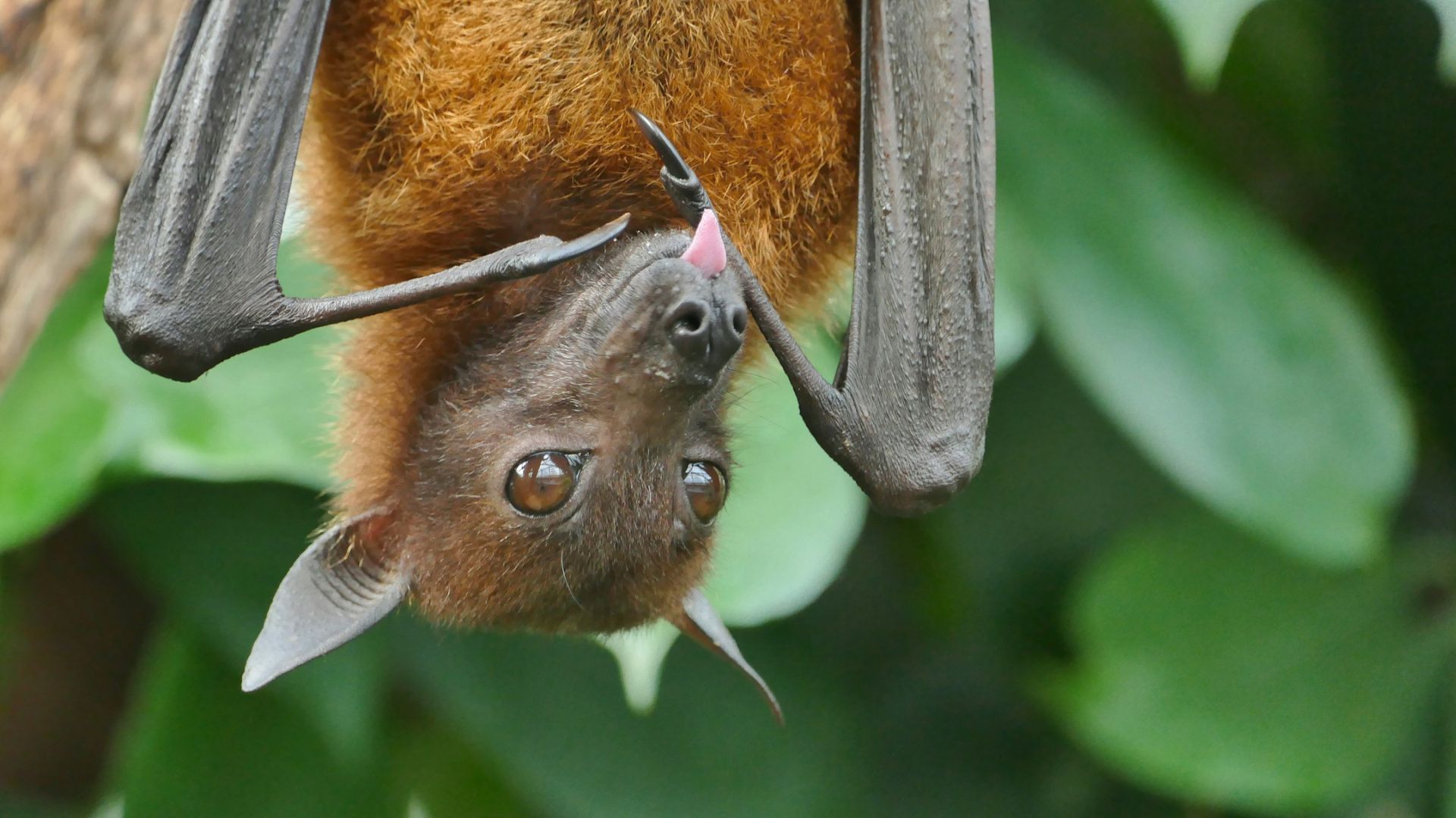 closeup of brown bat with tongue sticking out